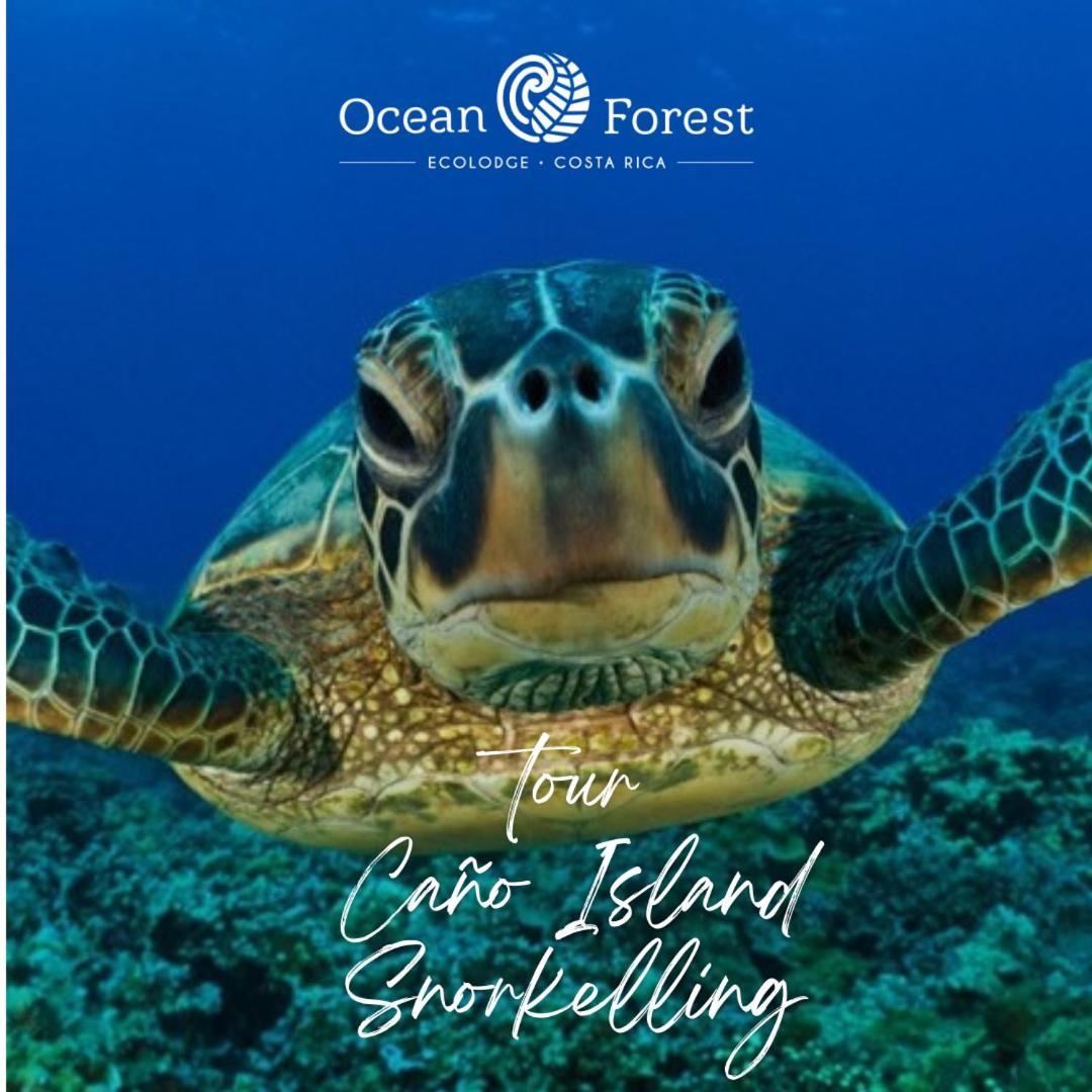 Ocean Forest Ecolodge San Pedrillo Екстер'єр фото