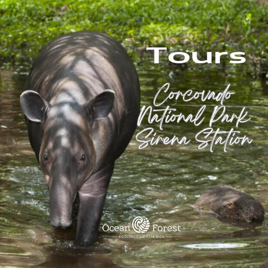 Ocean Forest Ecolodge San Pedrillo Екстер'єр фото